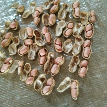 干花生(春果丶麦茬果):白沙果，罗汉果