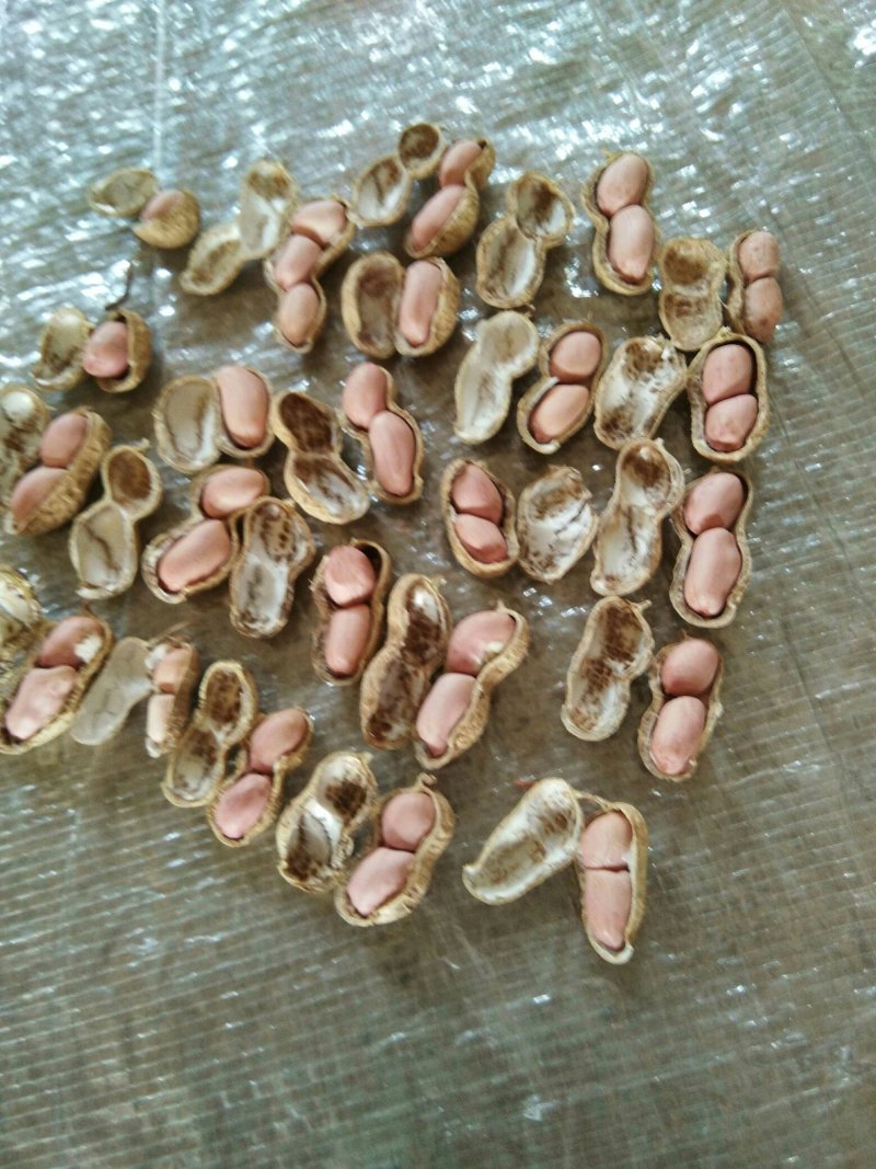 干花生(春果丶麦茬果):白沙果，罗汉果