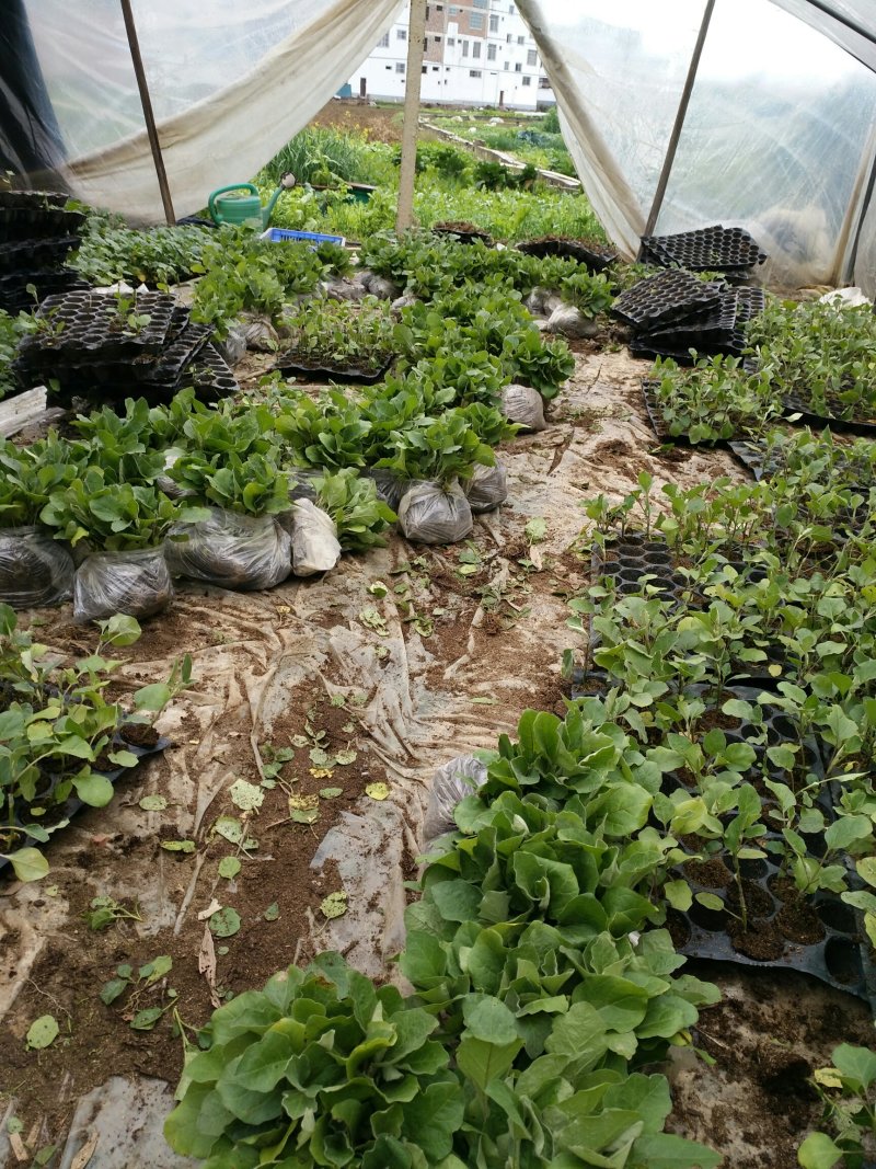 蔬菜瓜果嫁接苗，苦瓜，冬瓜，西瓜等