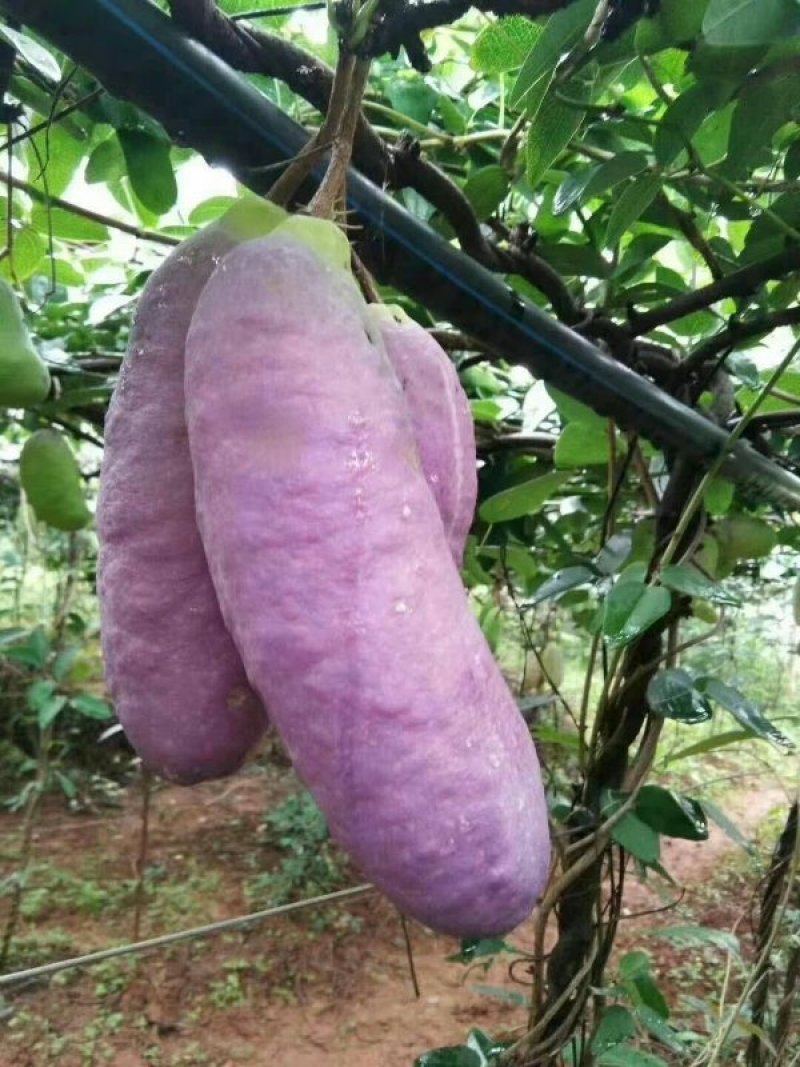纯紫色八月瓜个大皮薄！顺丰发货！量大从优！