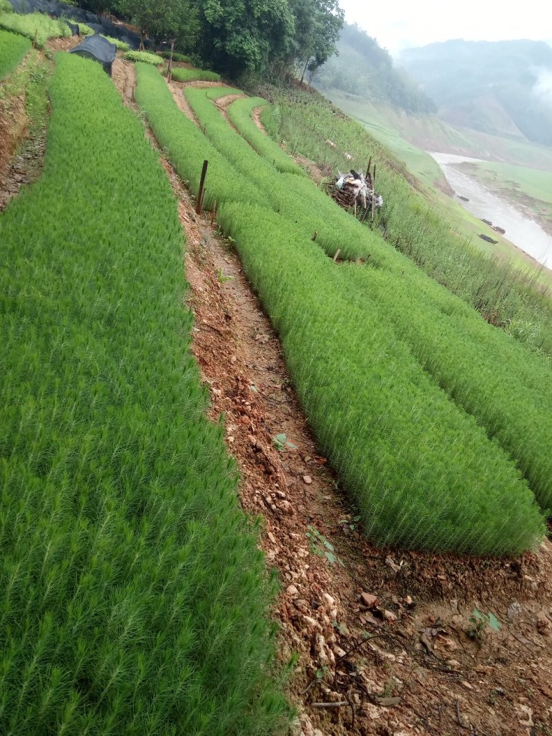 供应湿地松杯苗，油茶杯苗