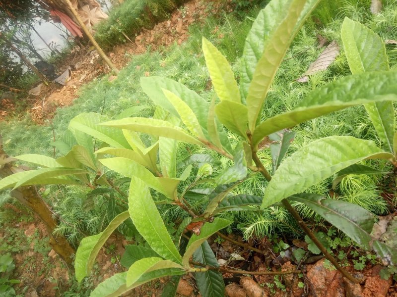 供应湿地松杯苗，油茶杯苗