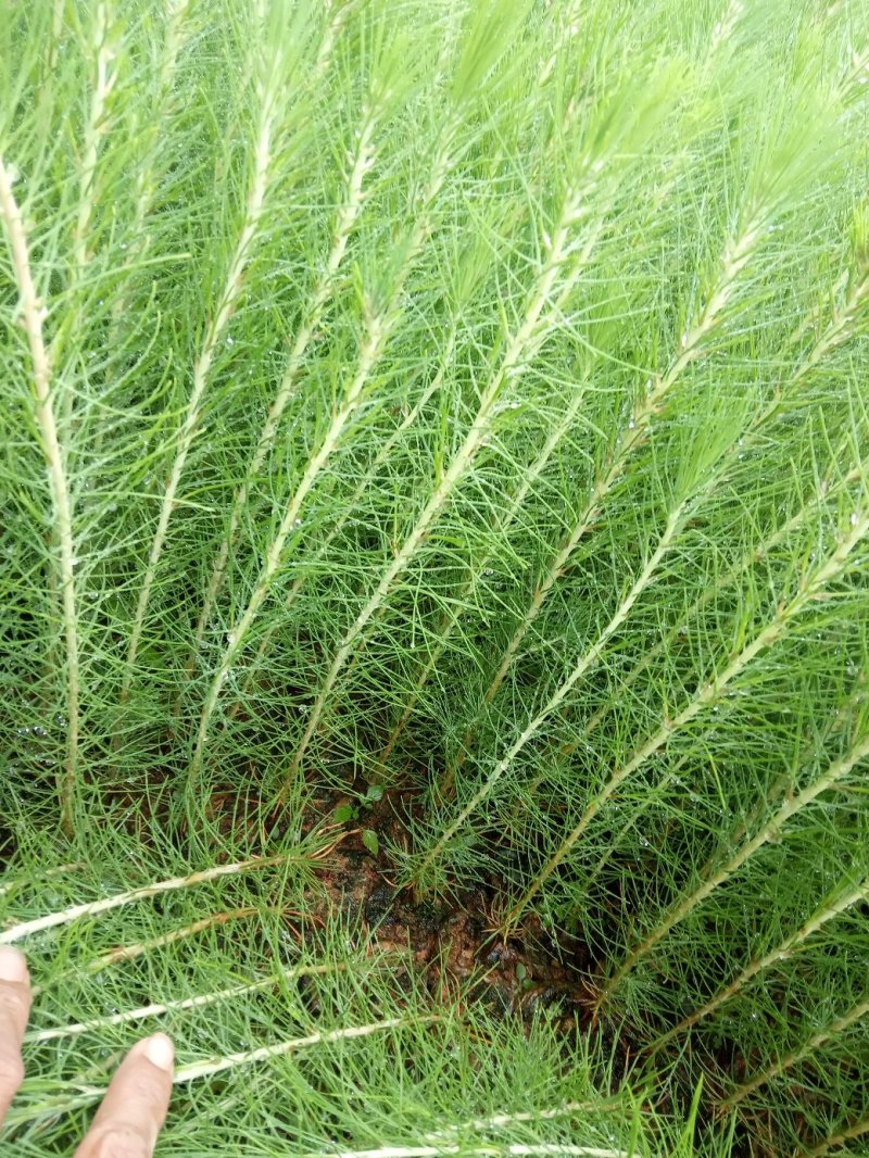 供应湿地松杯苗，油茶杯苗