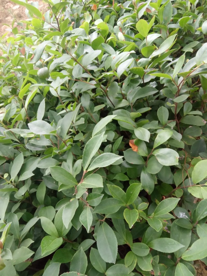 供应湿地松杯苗，油茶杯苗