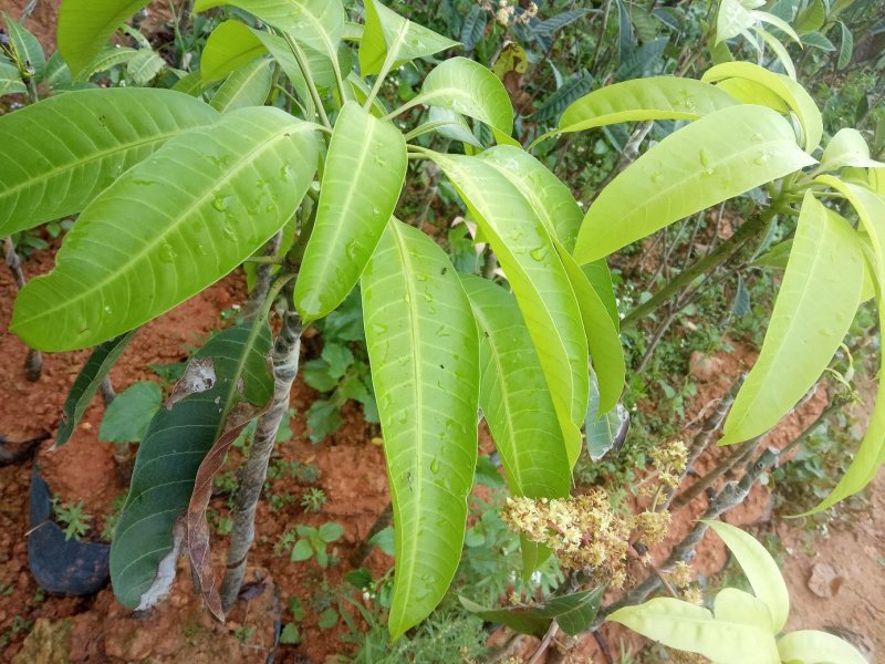 供应湿地松杯苗，油茶杯苗