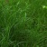 百喜草种子绿化草籽护坡工程必备种子品种种子