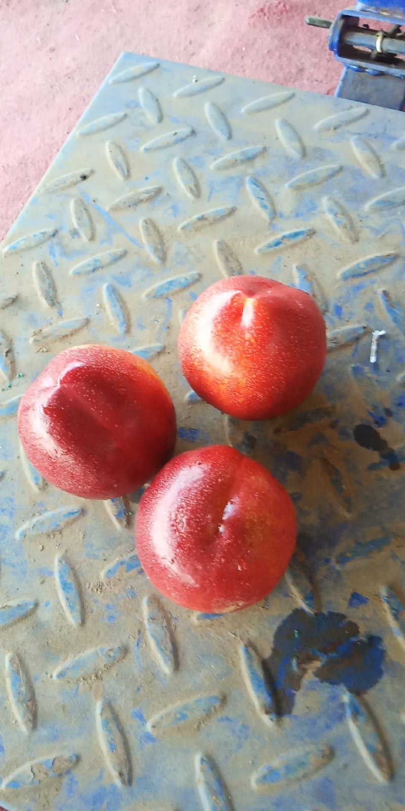山东大油桃，黄果肉外紫红，口感脆甜，三月底上市