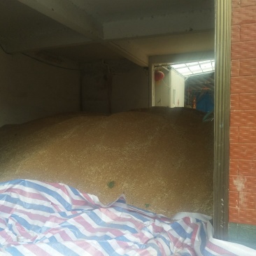 优质小麦