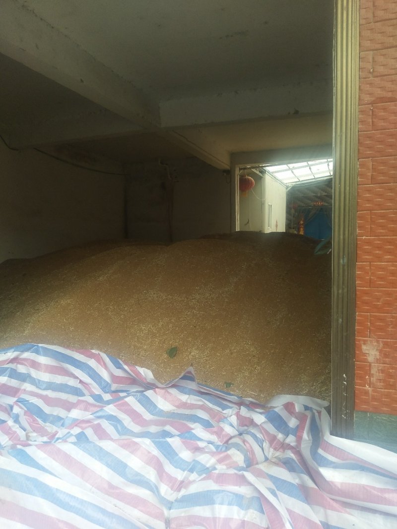 优质小麦