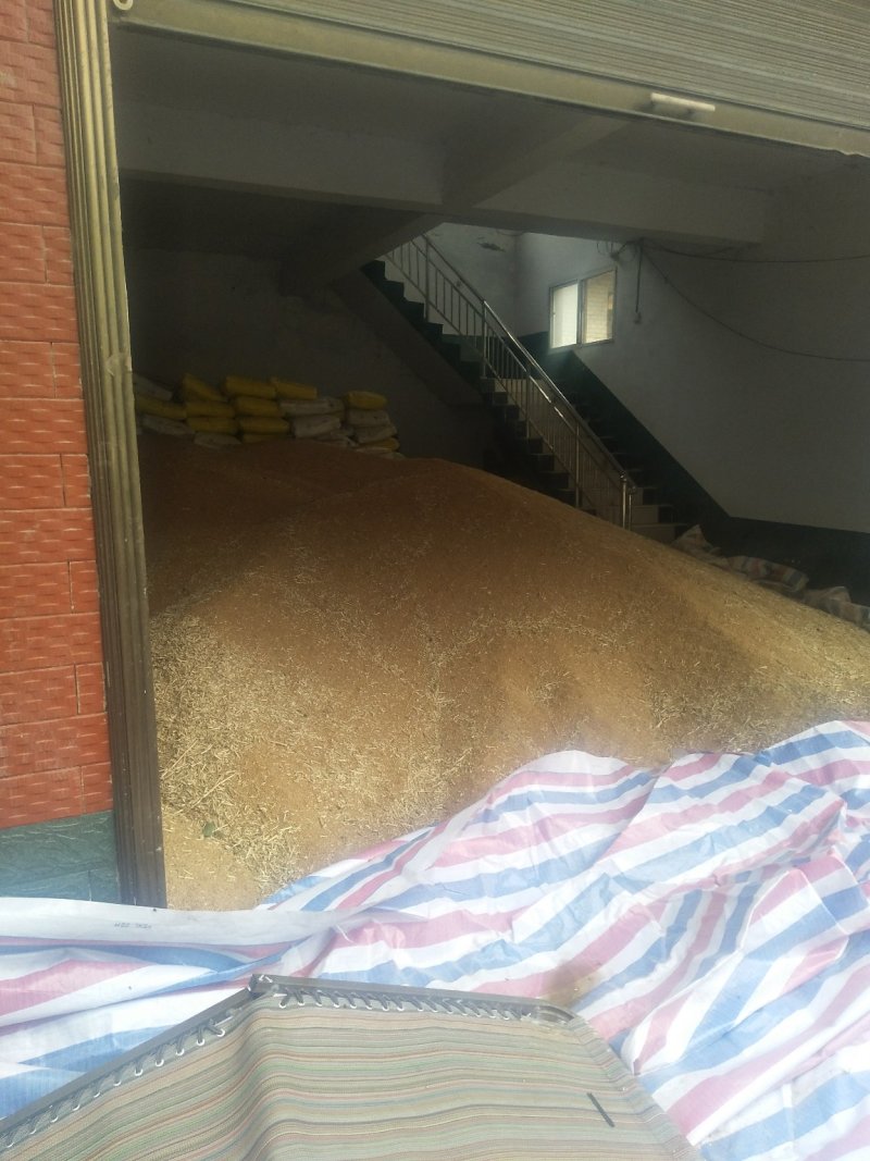 优质小麦