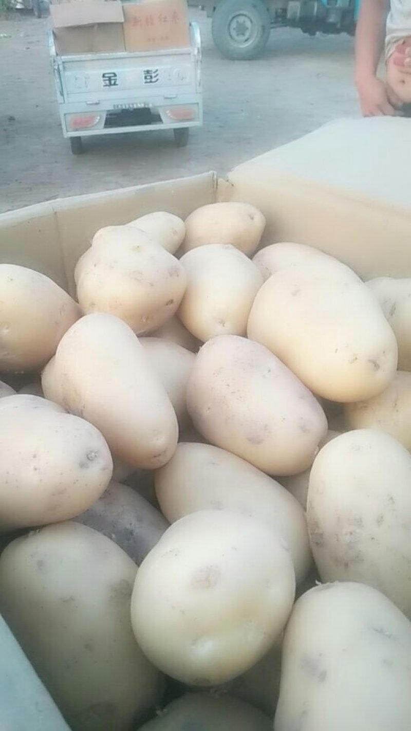 土豆大量有货