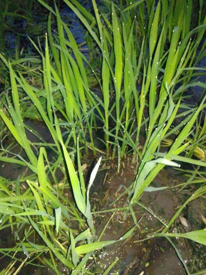 茭白苗浙茭7号，浙茭3号双季茭白种苗，浙江金华直发，金华