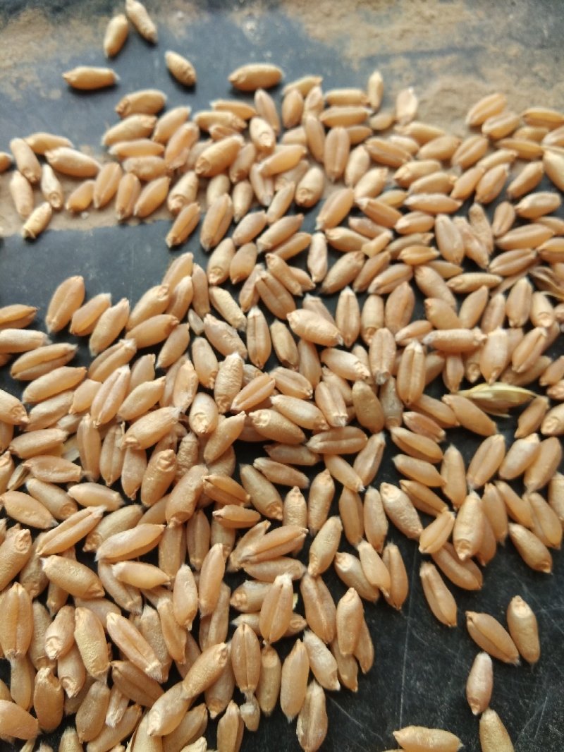 郑麦9023正阳县.王勿桥乡
