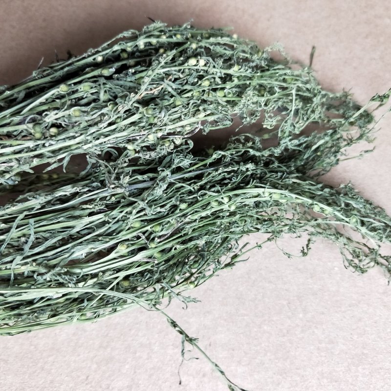 中药材百蕊草