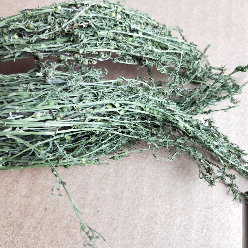 中药材百蕊草