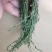 中药材百蕊草