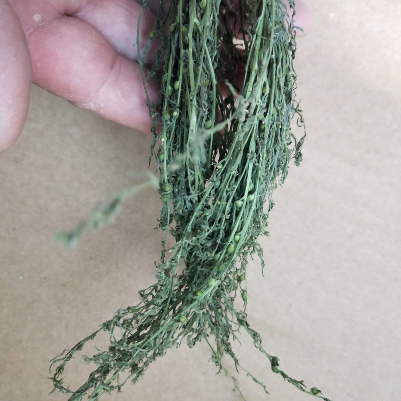 中药材百蕊草