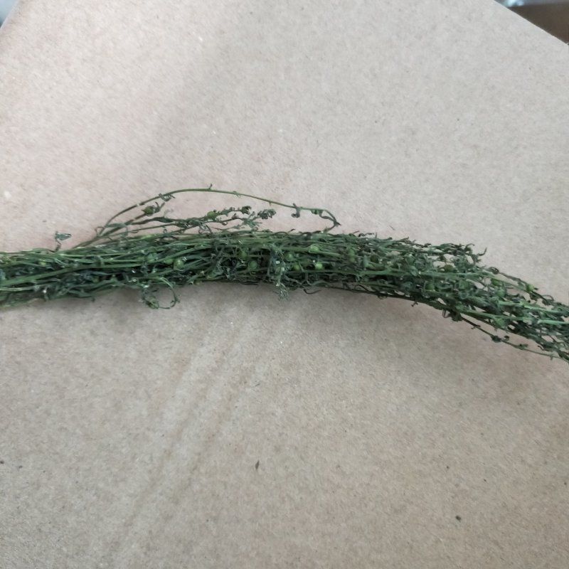 中药材百蕊草