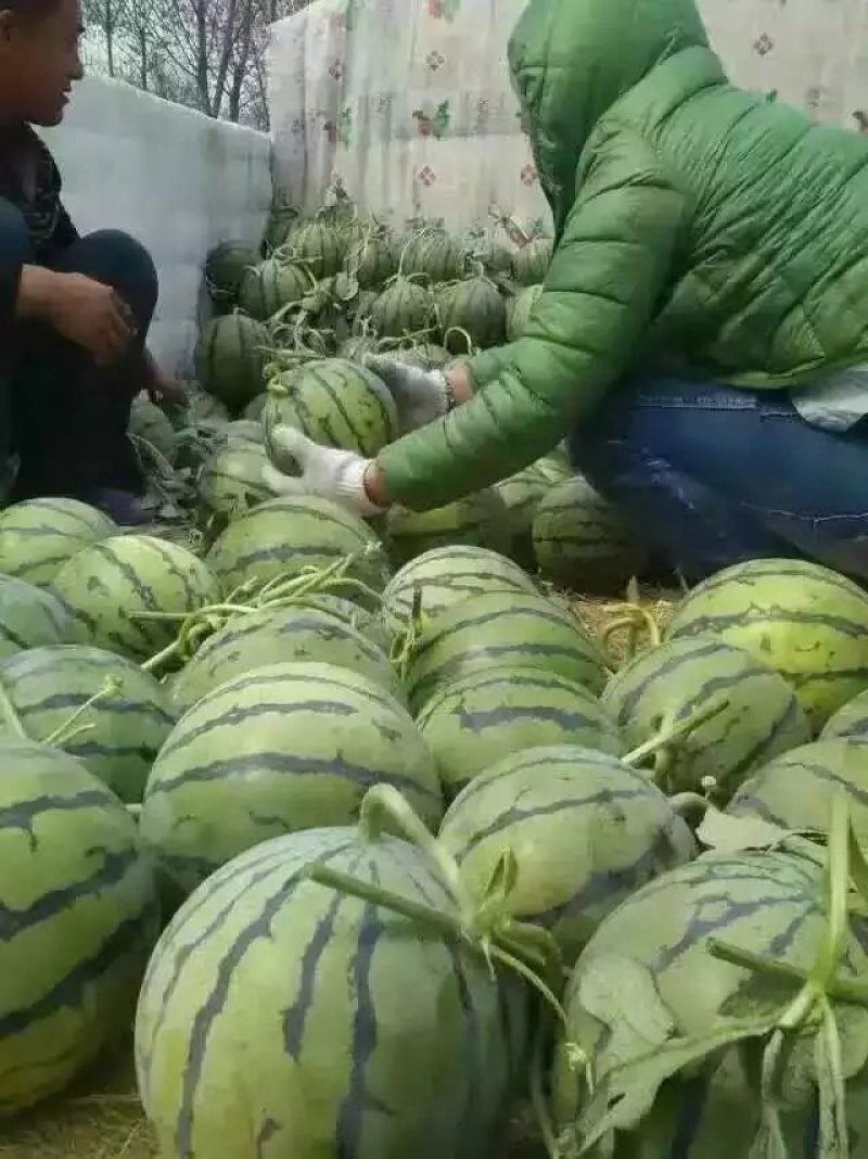 【预售】京欣西瓜-基地直供-货源充足-货保证质量