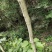 八角枫树