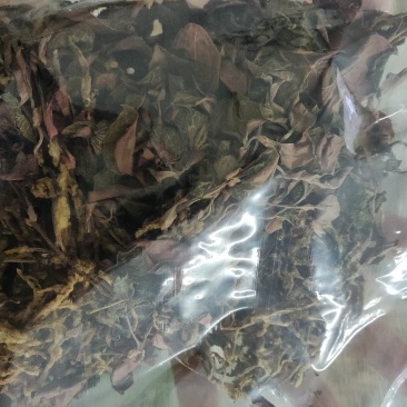 金线莲