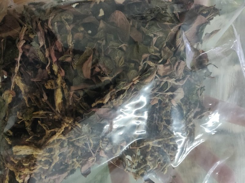 金线莲