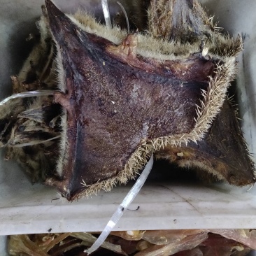 刺猬皮