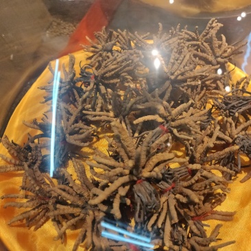 冬虫夏草