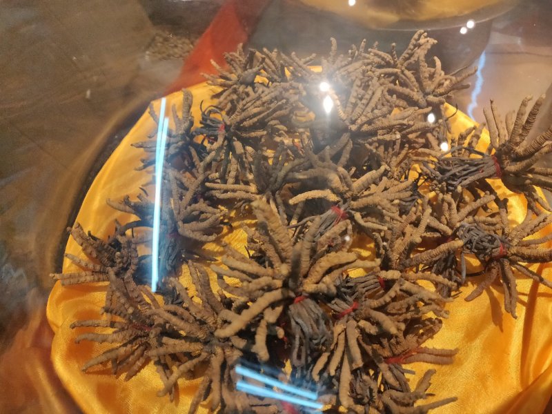 冬虫夏草