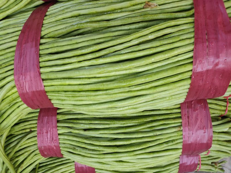 长豆角豇豆
