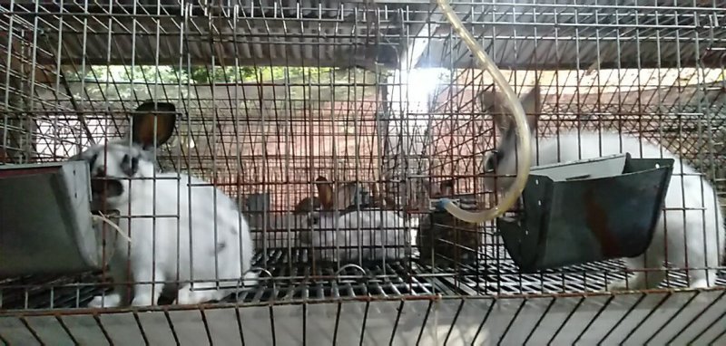 肉兔