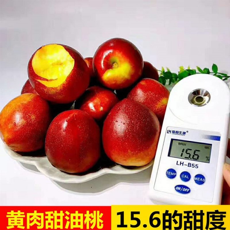 脆甜油桃黄油桃5斤3斤新鲜水果桃子水蜜桃黄桃蟠桃毛桃白油