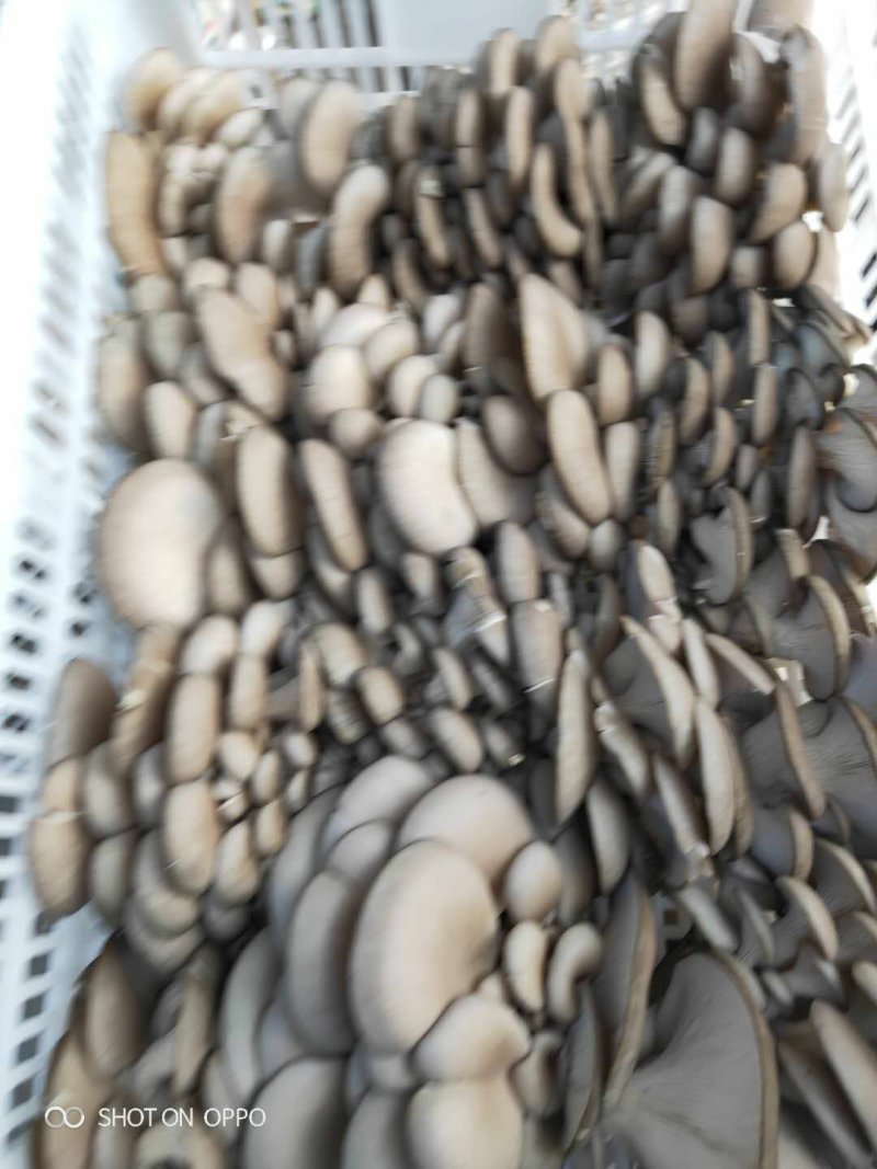 陕西省精品黑平菇上市啦