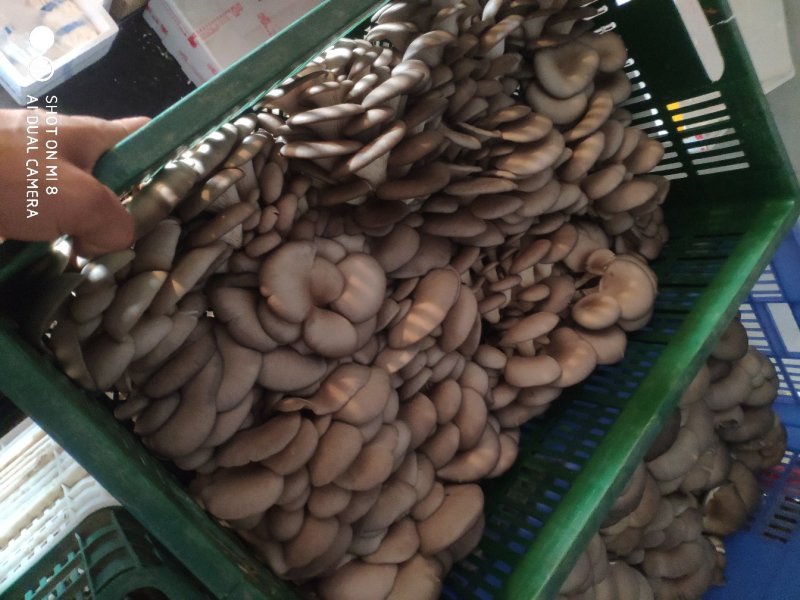 陕西省精品黑平菇上市啦
