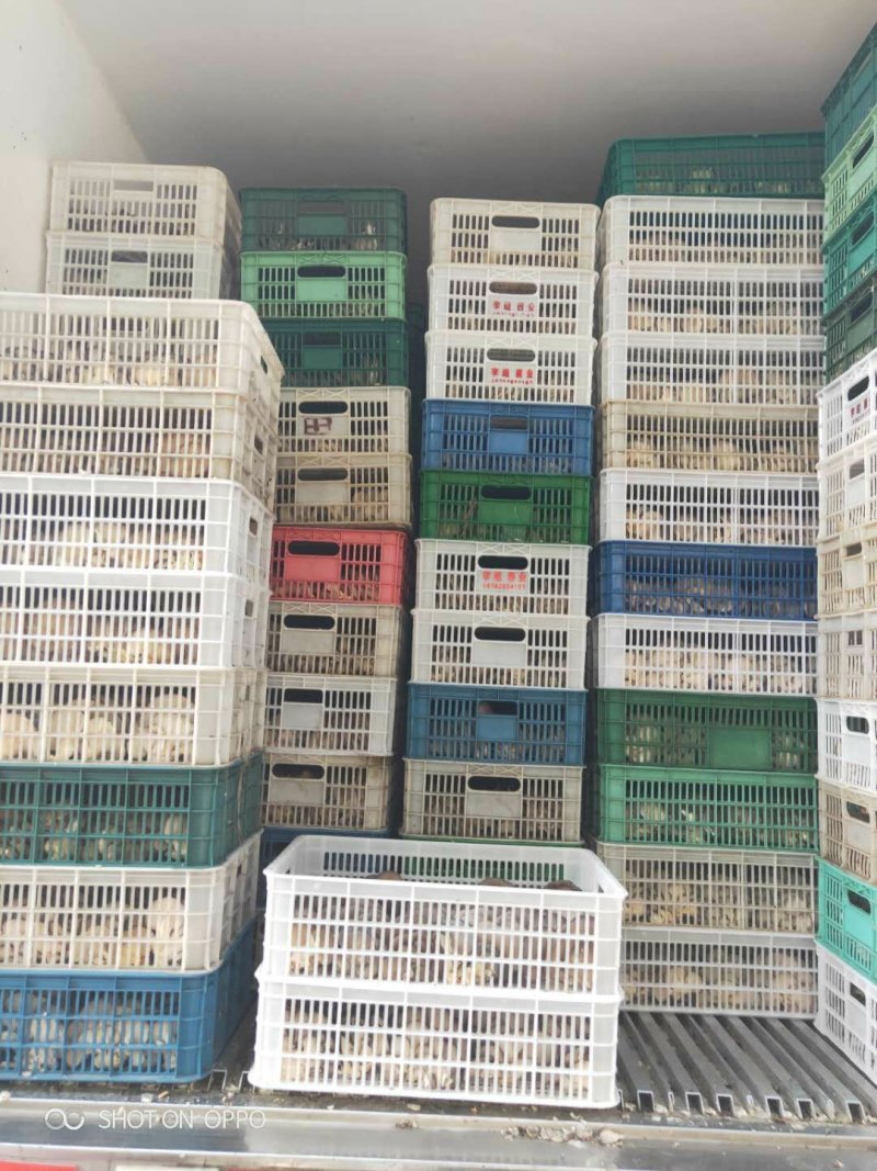 陕西省精品黑平菇上市啦