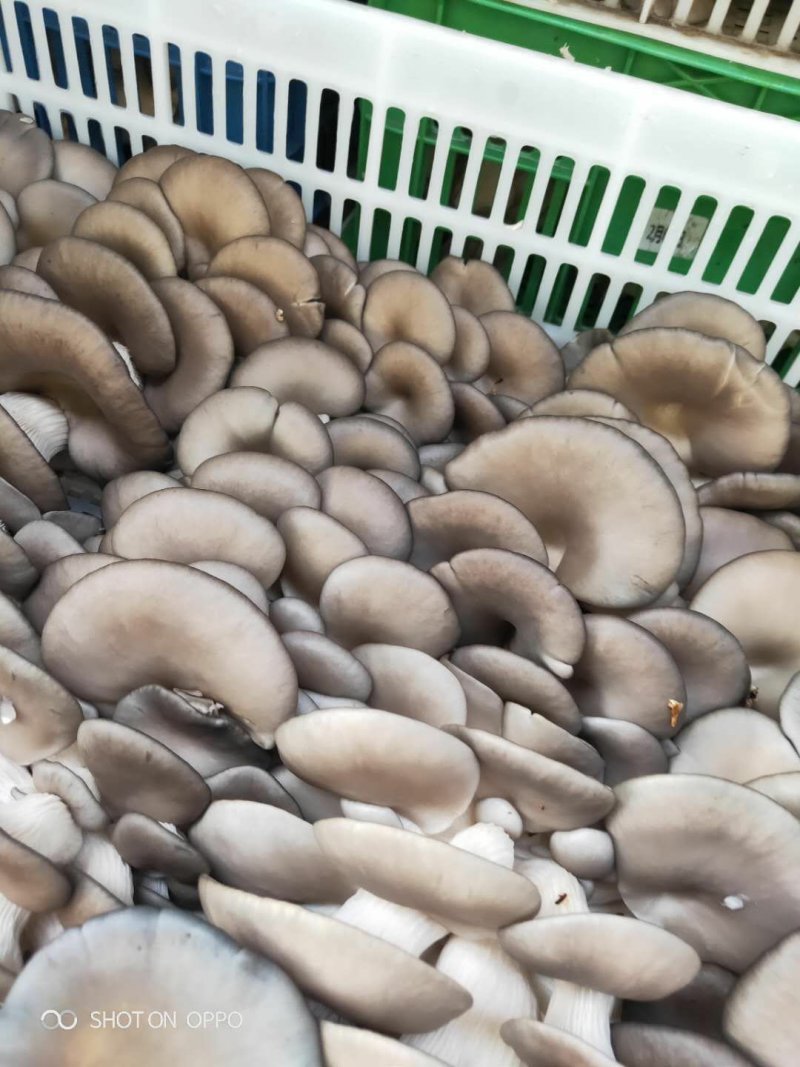 陕西省精品黑平菇上市啦