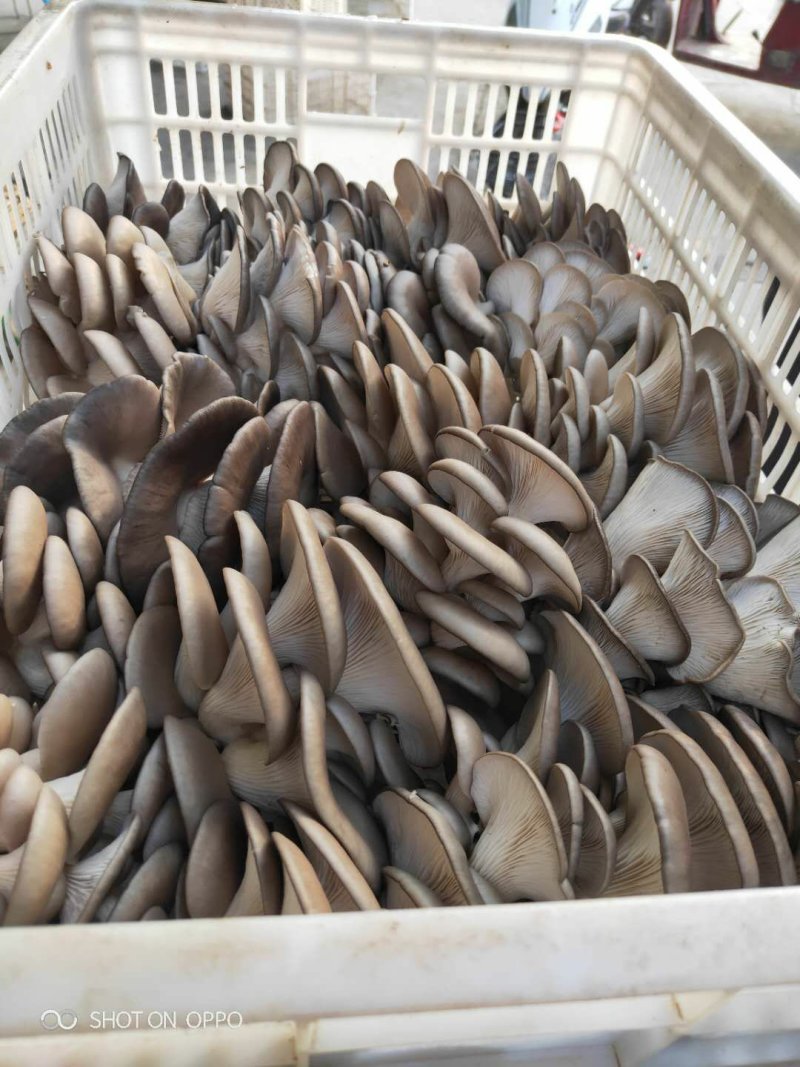 陕西省精品黑平菇上市啦