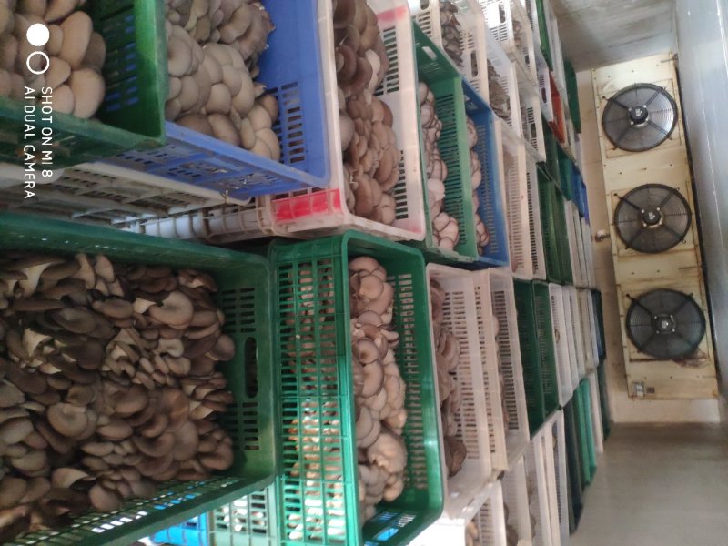 陕西省精品黑平菇上市啦