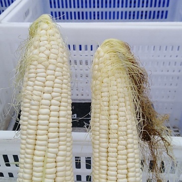 白甜糯玉米