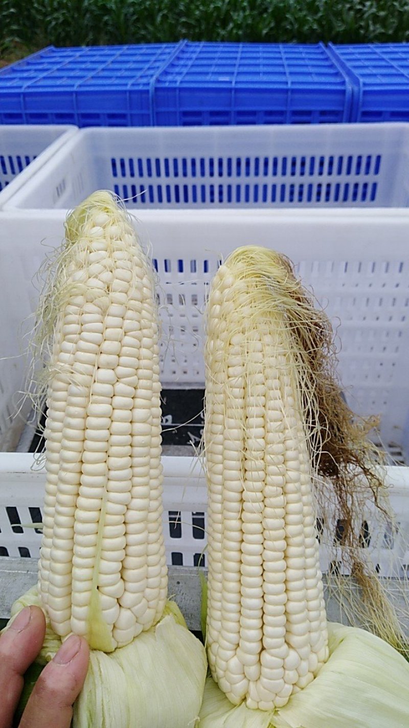 白甜糯玉米
