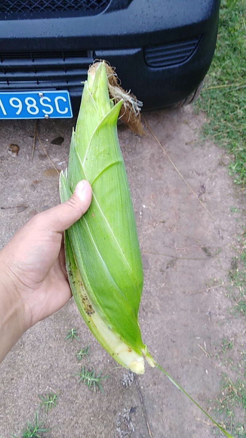 白甜糯玉米