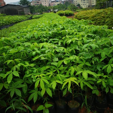行道树美丽木棉树苗高度30公分起