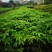 行道树美丽木棉树苗高度30公分起