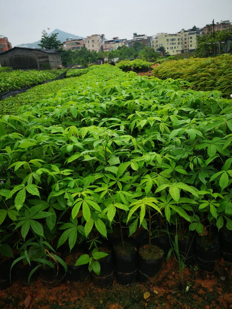 行道树美丽木棉树苗高度30公分起