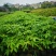 行道树美丽木棉树苗高度30公分起