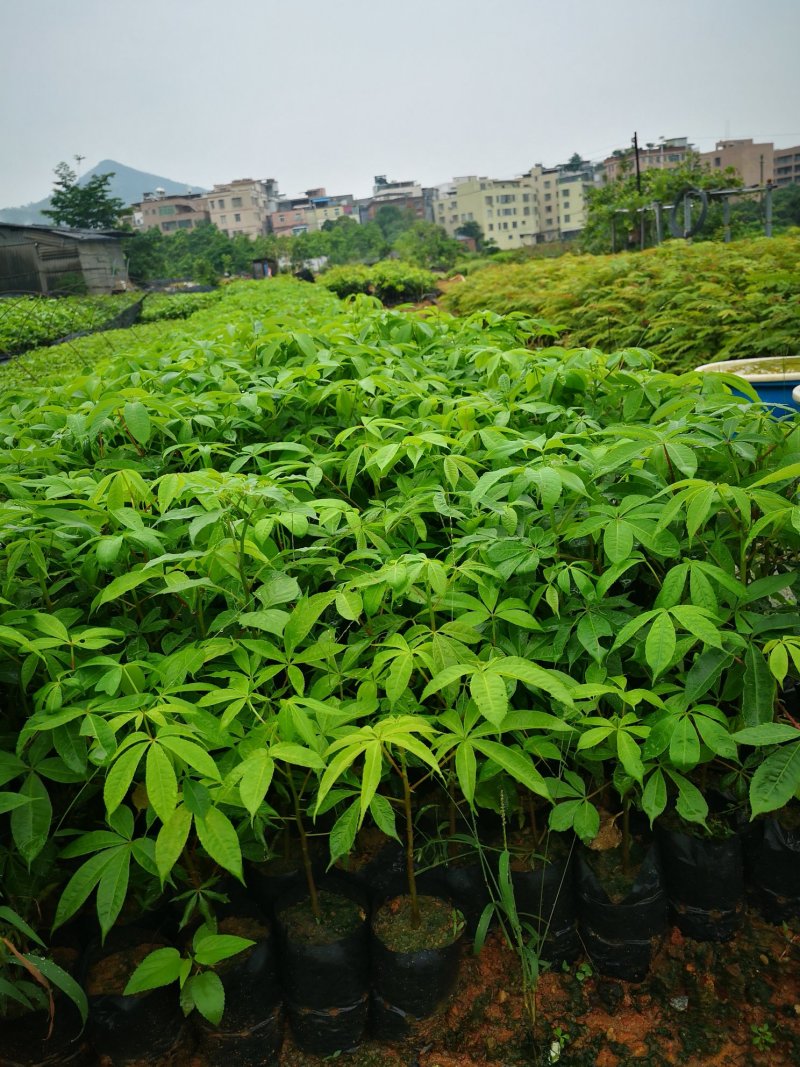 行道树美丽木棉树苗高度30公分起