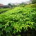 行道树美丽木棉树苗高度30公分起