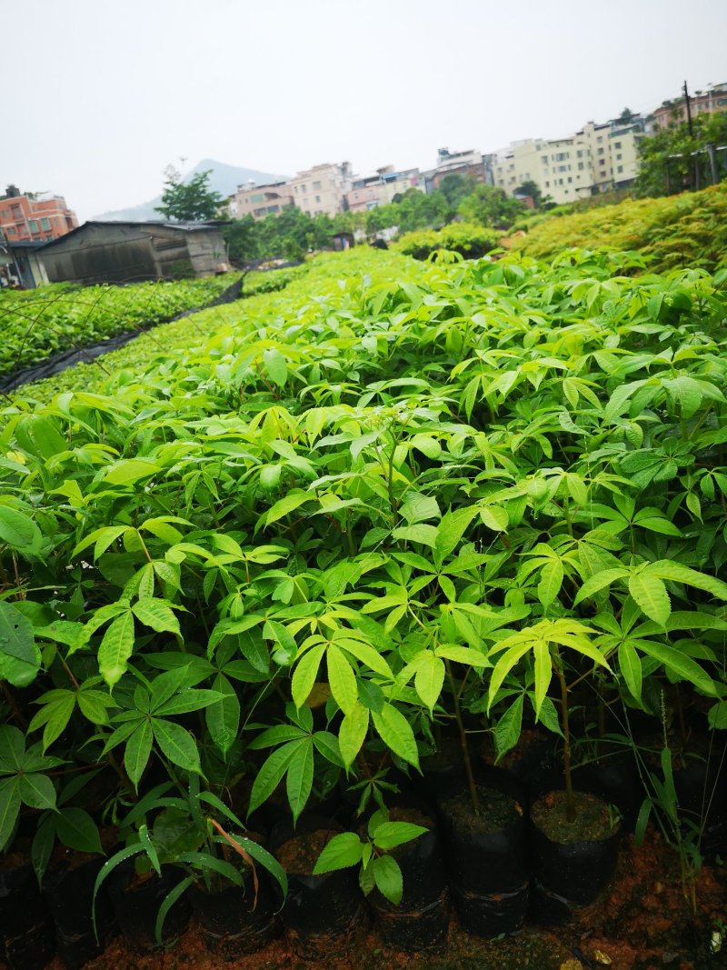 行道树美丽木棉树苗高度30公分起