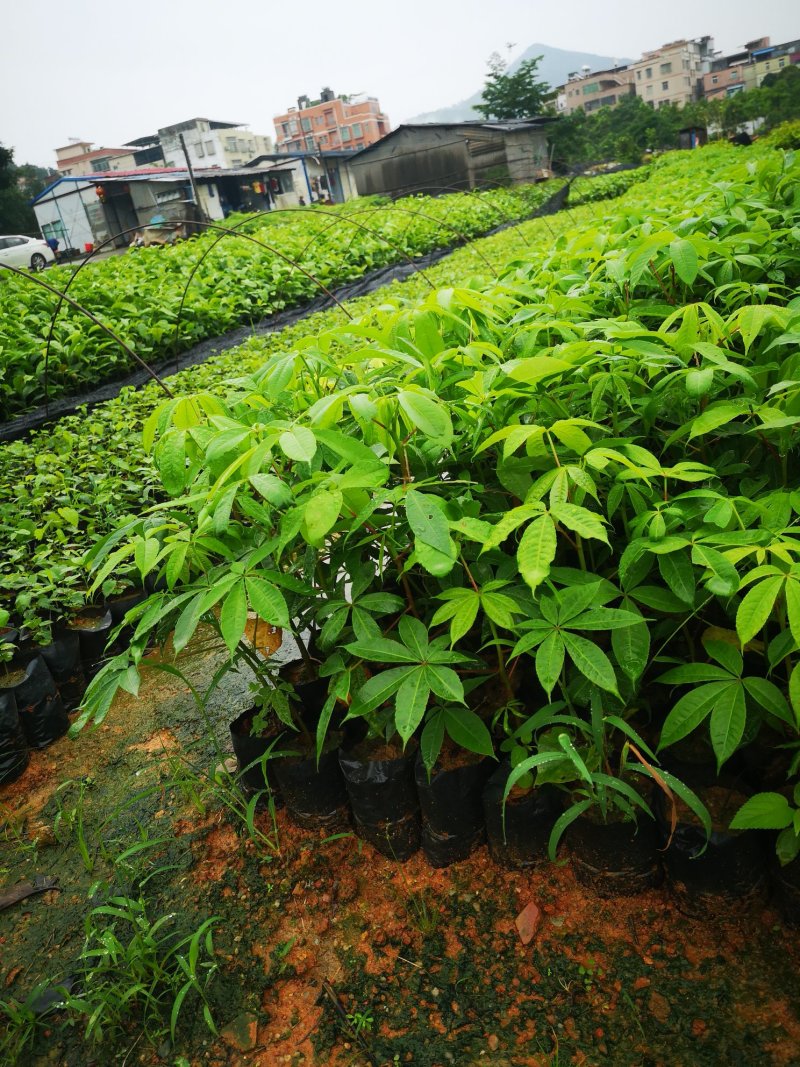 行道树美丽木棉树苗高度30公分起
