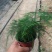 文竹,观叶植物优质双色盆文竹,常年供应质优价廉